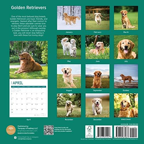 2023 לוח שנה קיר של רטריבר זהב לפי יום בהיר, 12x12 אינץ ', צילום כלבי חיות מחמד מקסים חמוד